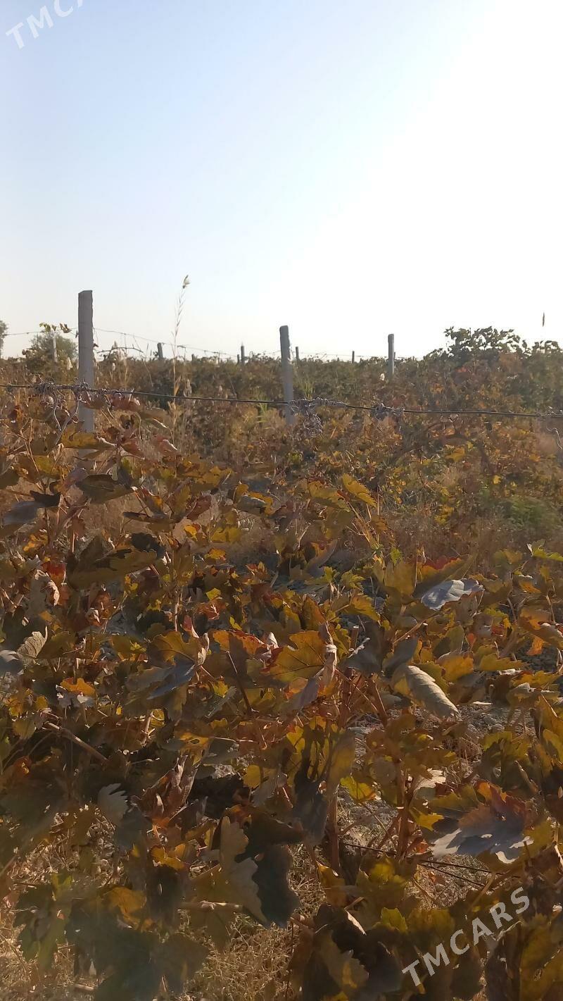 Üzüm getdar - Гёкдепе - img 2