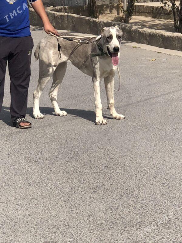 alabay it gujik - Aşgabat - img 2