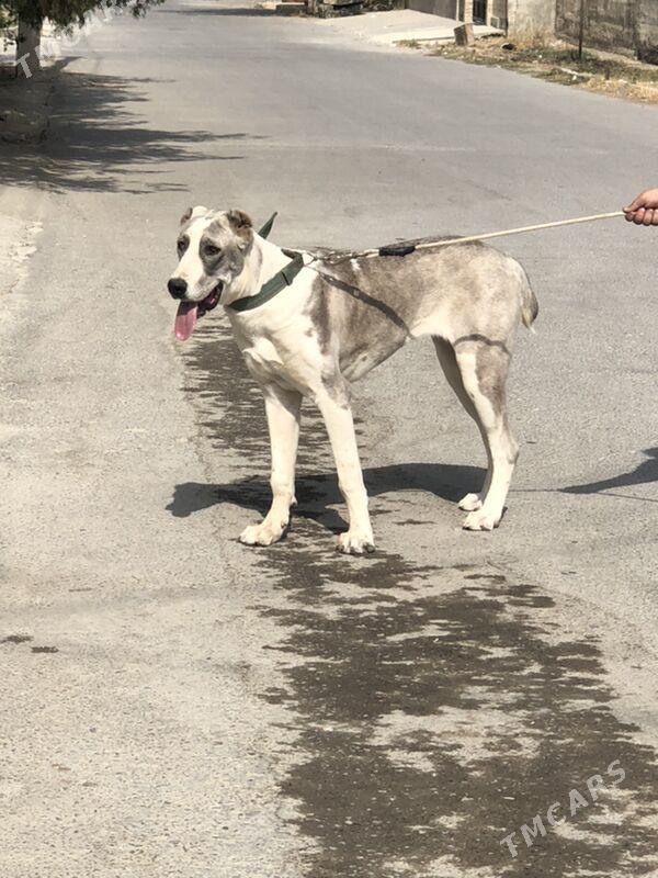 alabay it gujik - Aşgabat - img 1