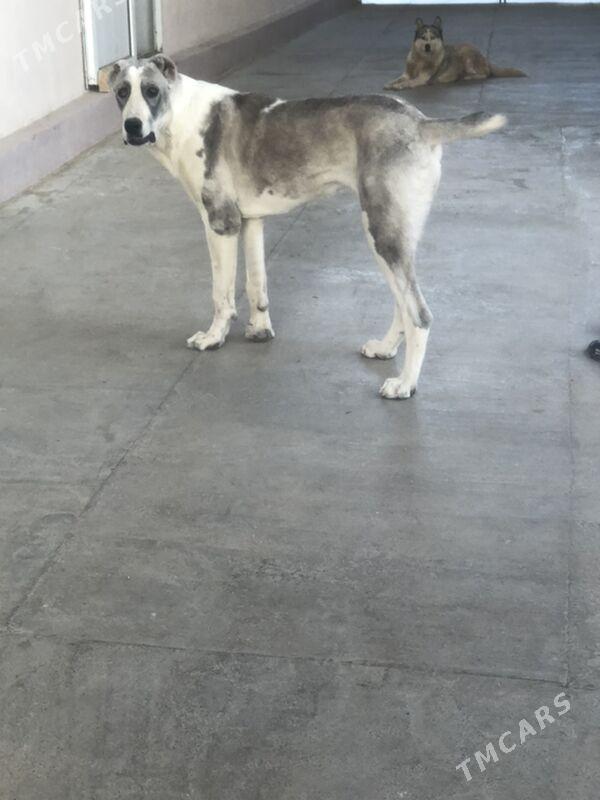 alabay it gujik - Aşgabat - img 3