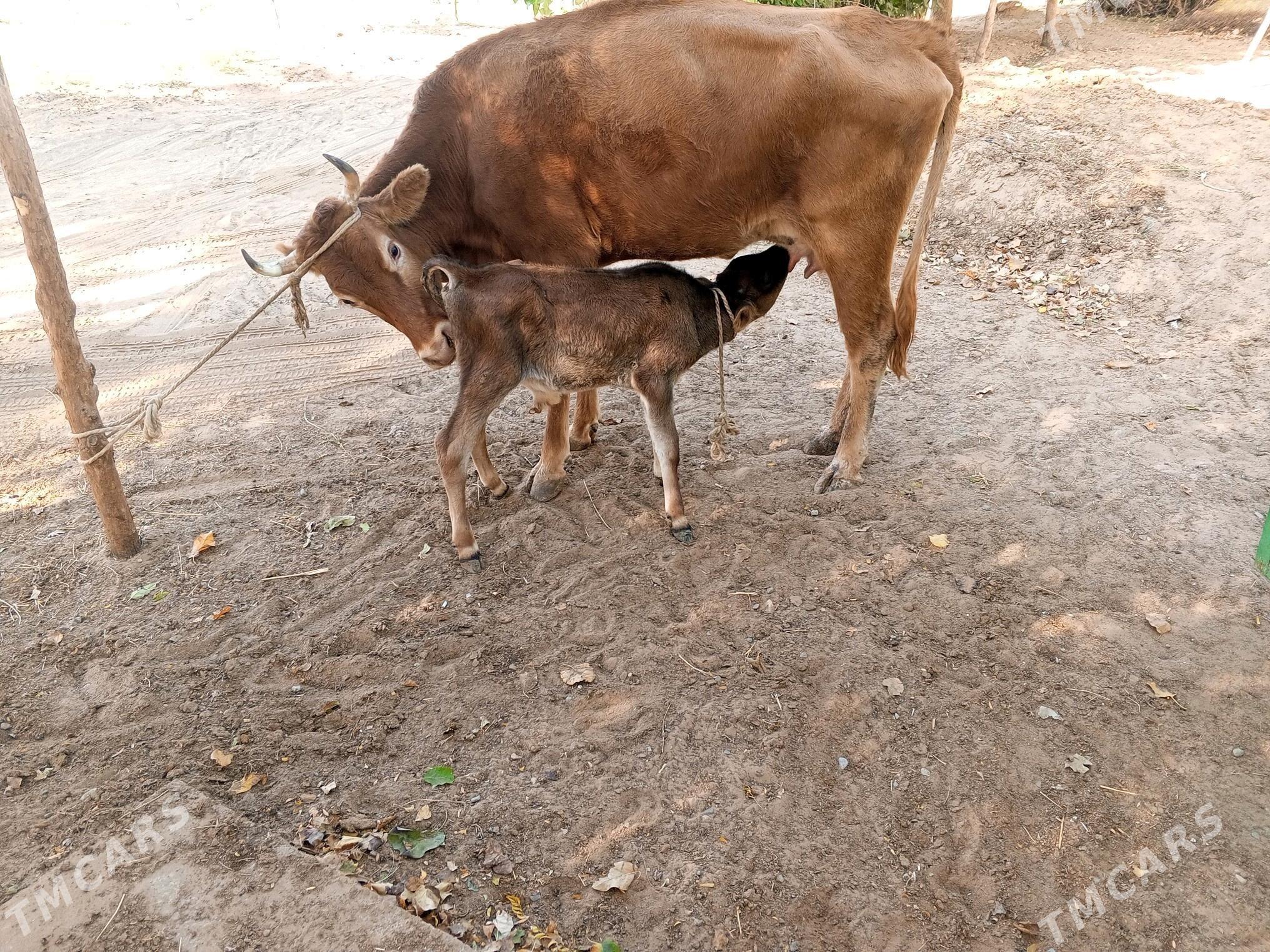 góleli sygyr - Çoganly - img 1