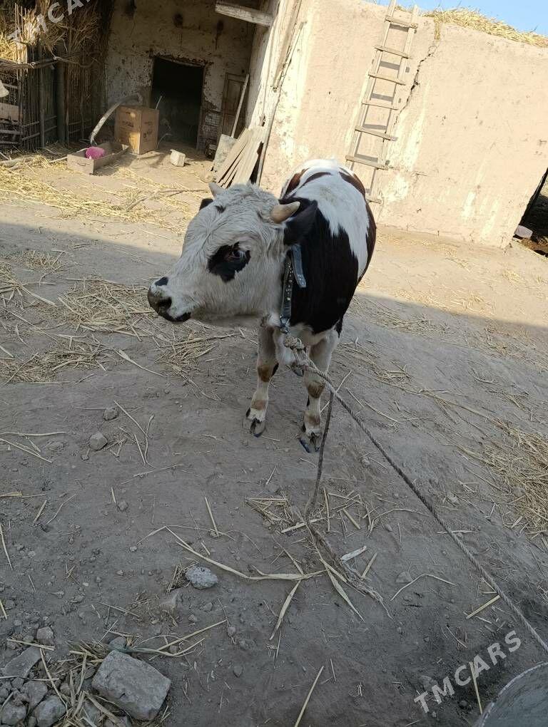 okuz - Дашогуз - img 1