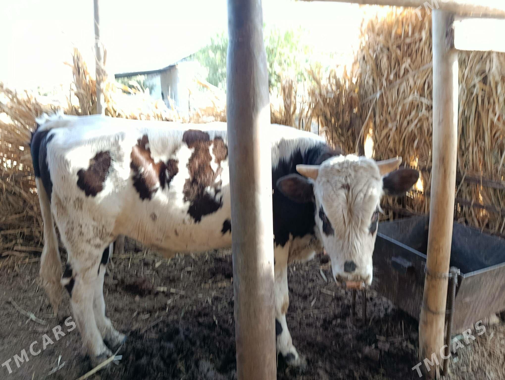 okuz - Дашогуз - img 4