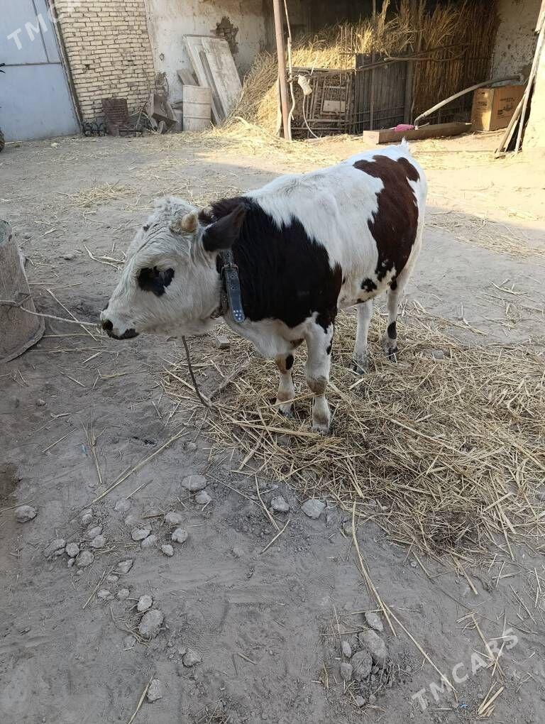 okuz - Дашогуз - img 2