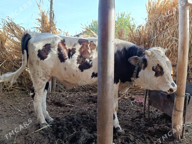 okuz - Дашогуз - img 3