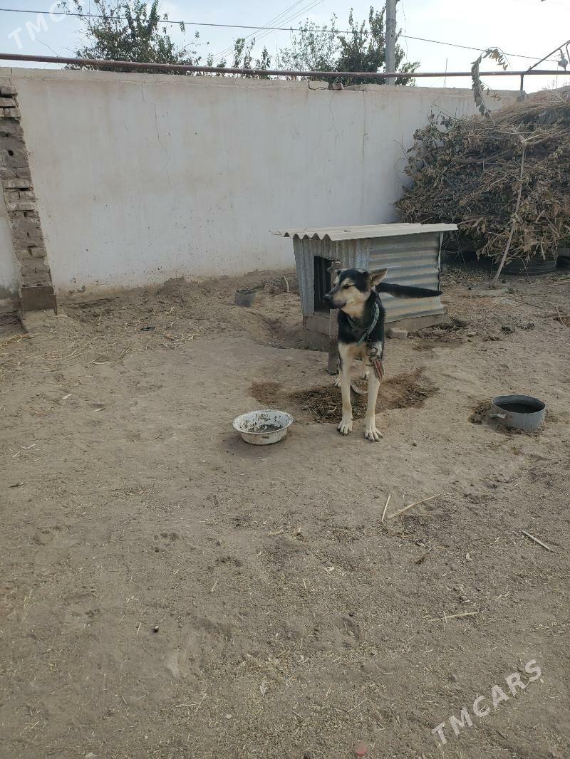 awcarka - Мары - img 1