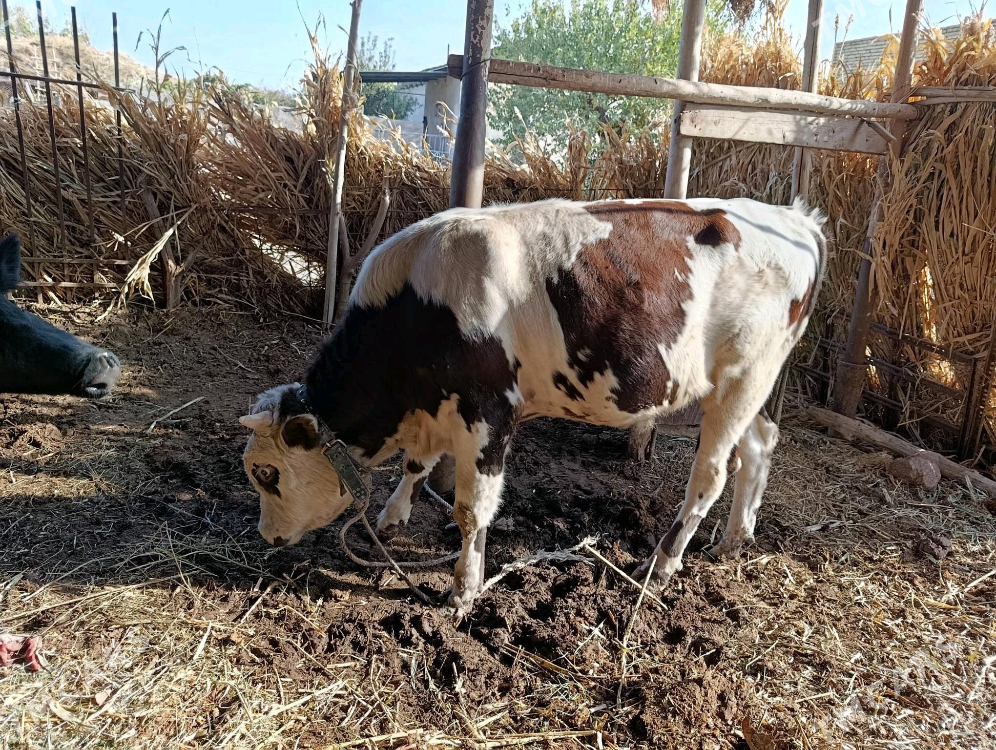 okuz - Дашогуз - img 5