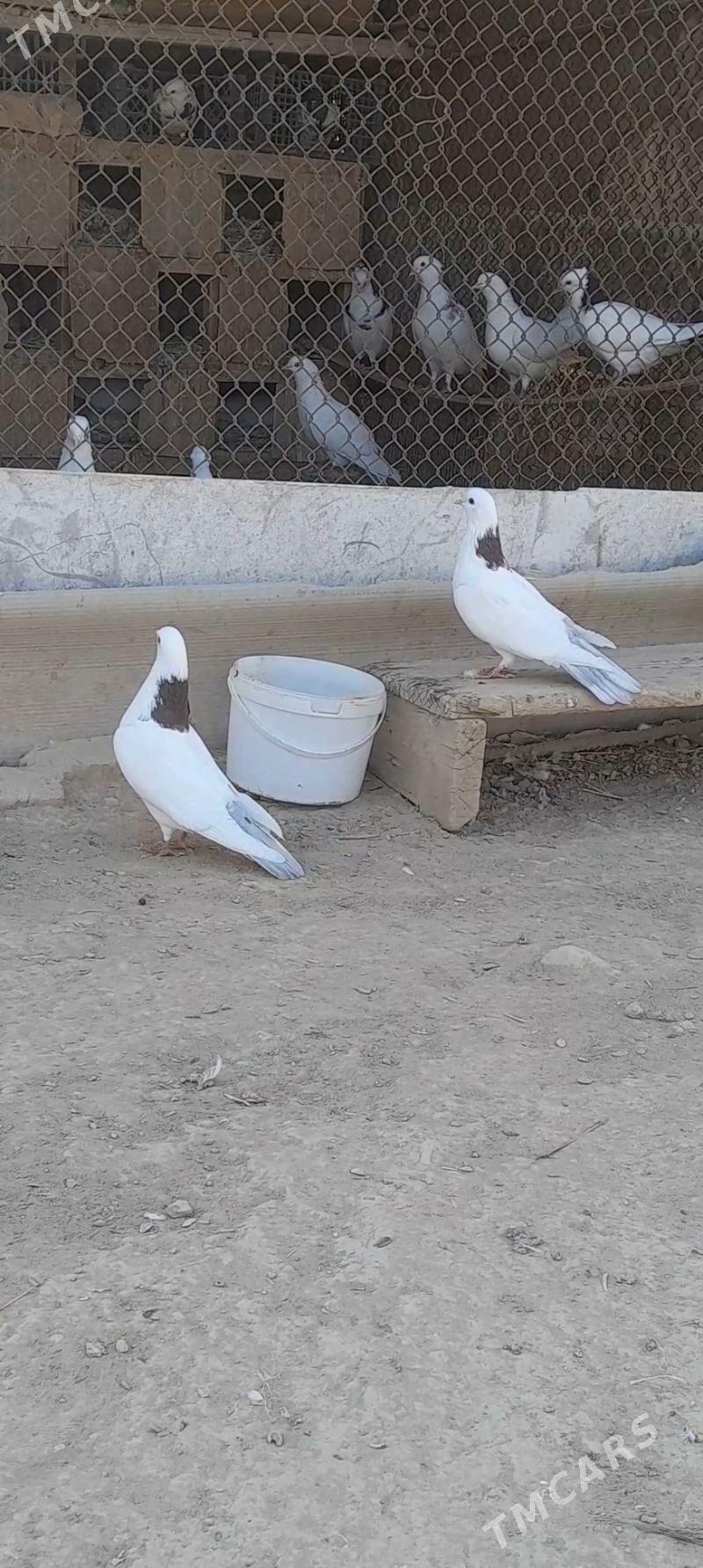 kepderi - Мары - img 5