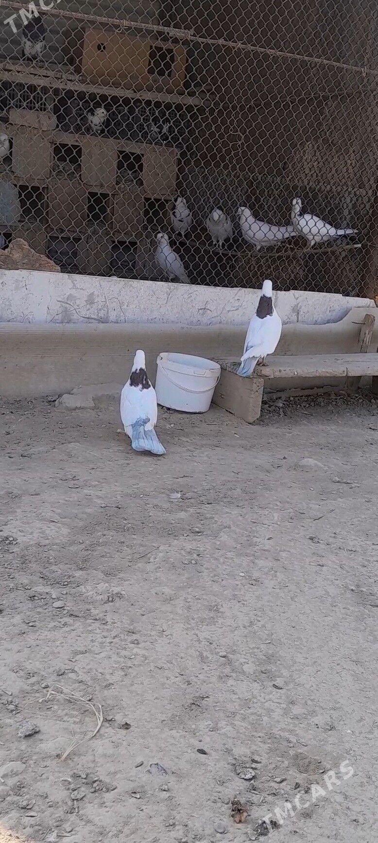 kepderi - Мары - img 2