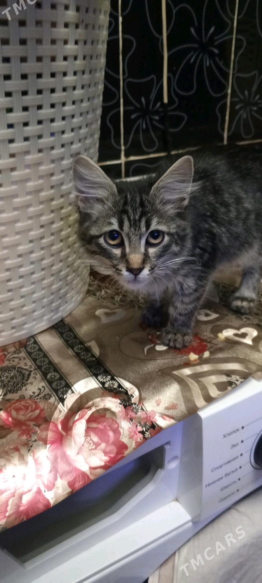 котёнок - Ашхабад - img 2