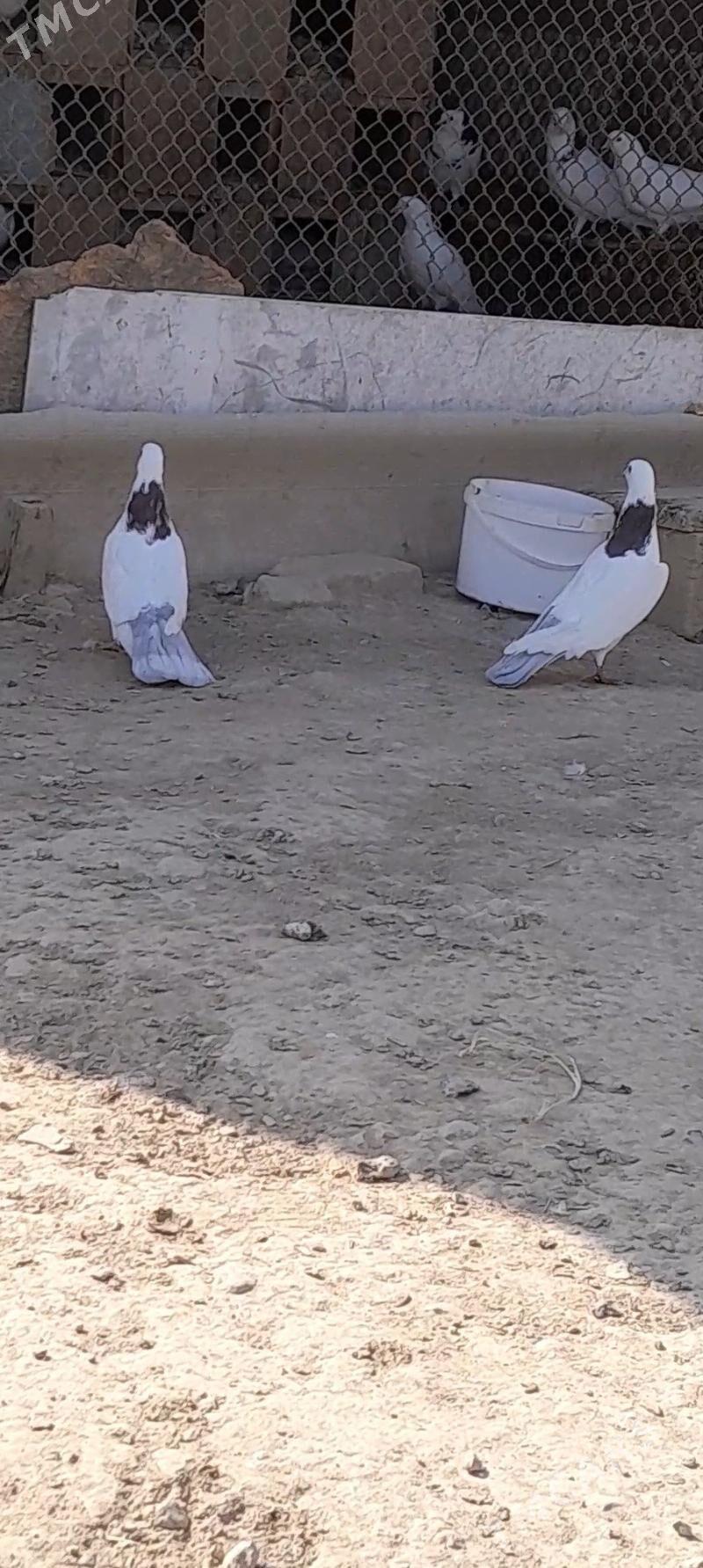 kepderi - Мары - img 4