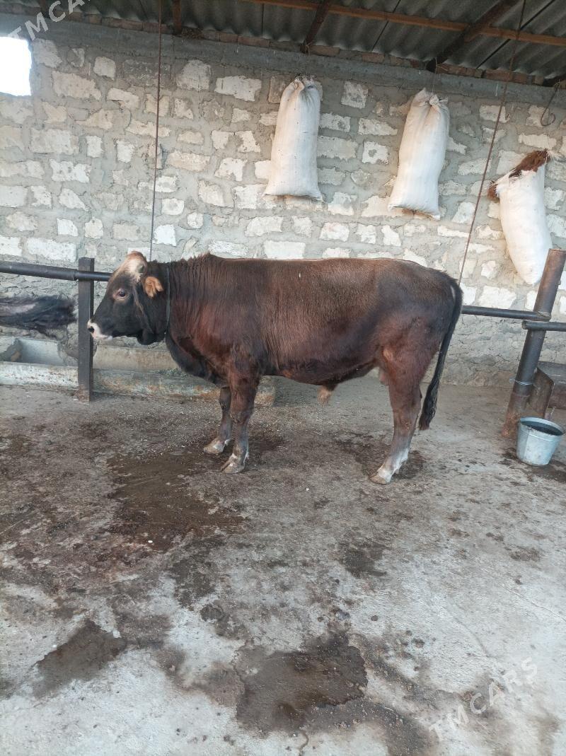 окузле - Берекет - img 2