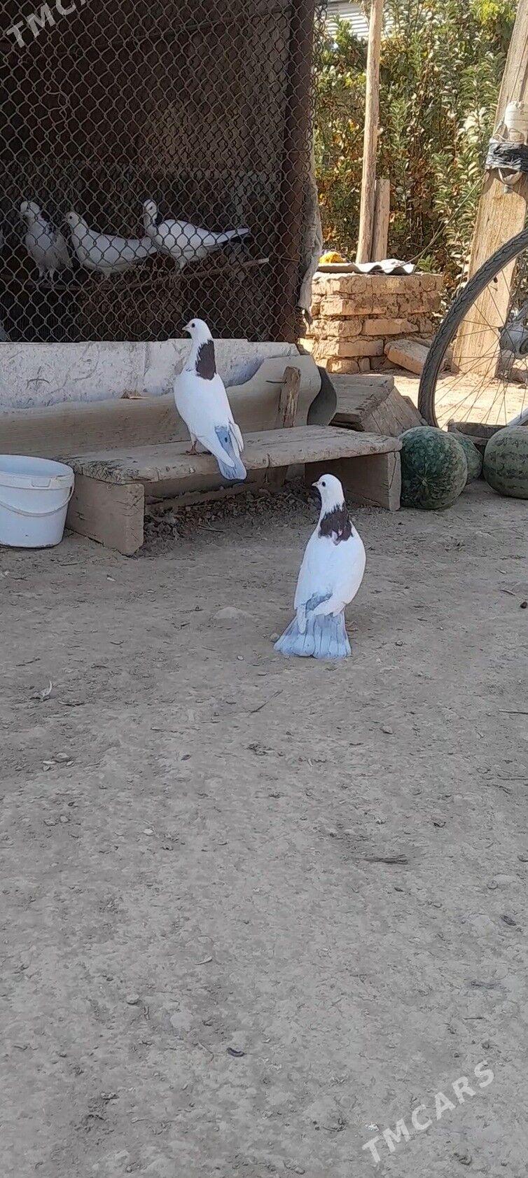 kepderi - Мары - img 8