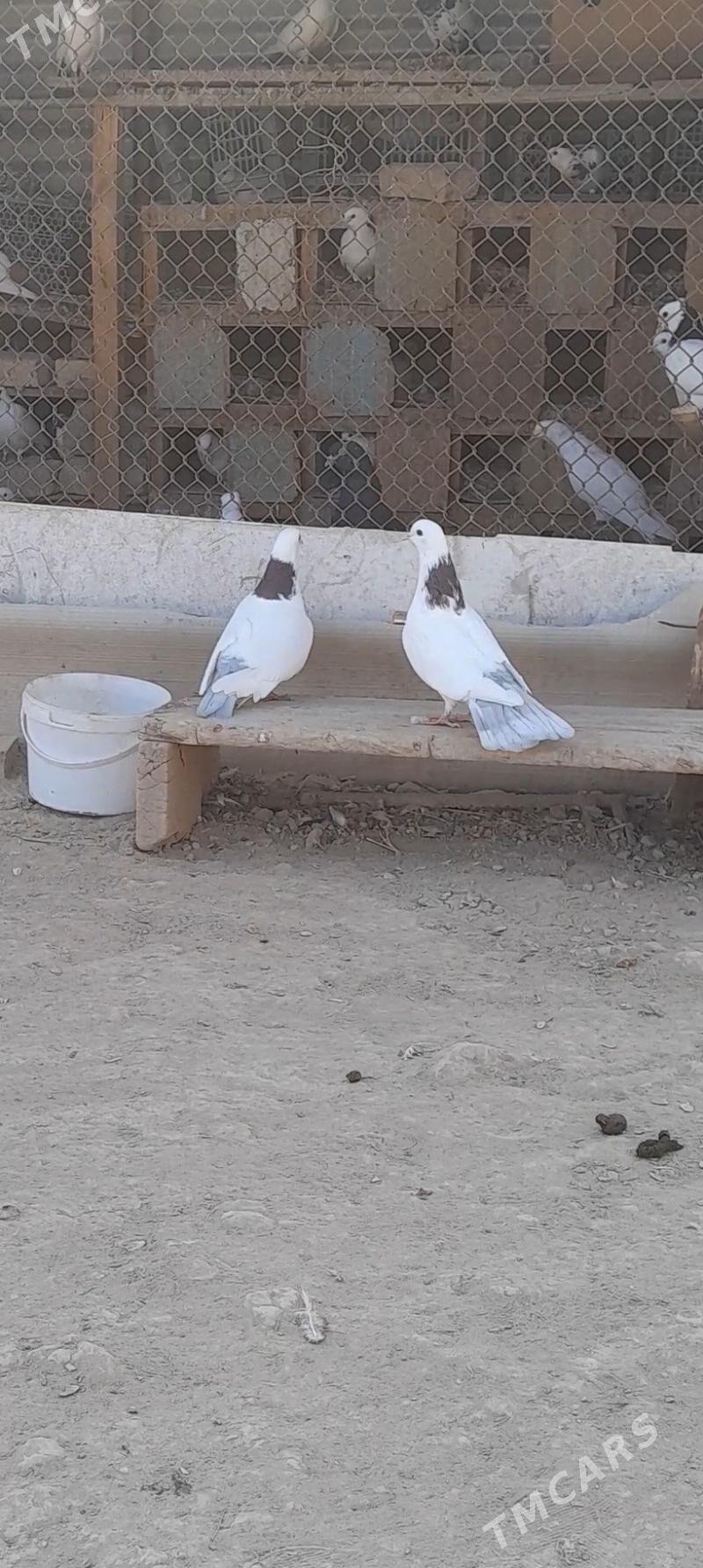 kepderi - Мары - img 7