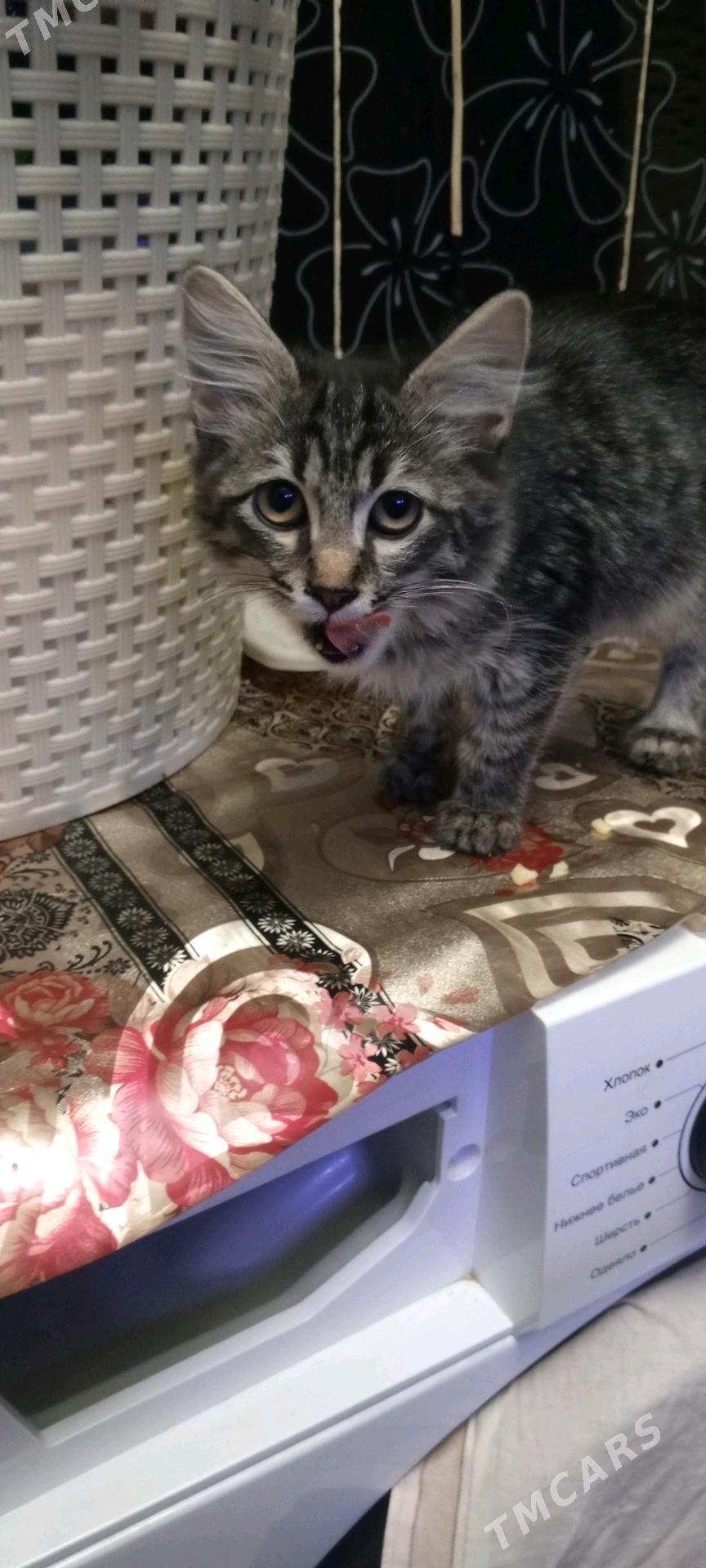 котёнок - Ашхабад - img 4