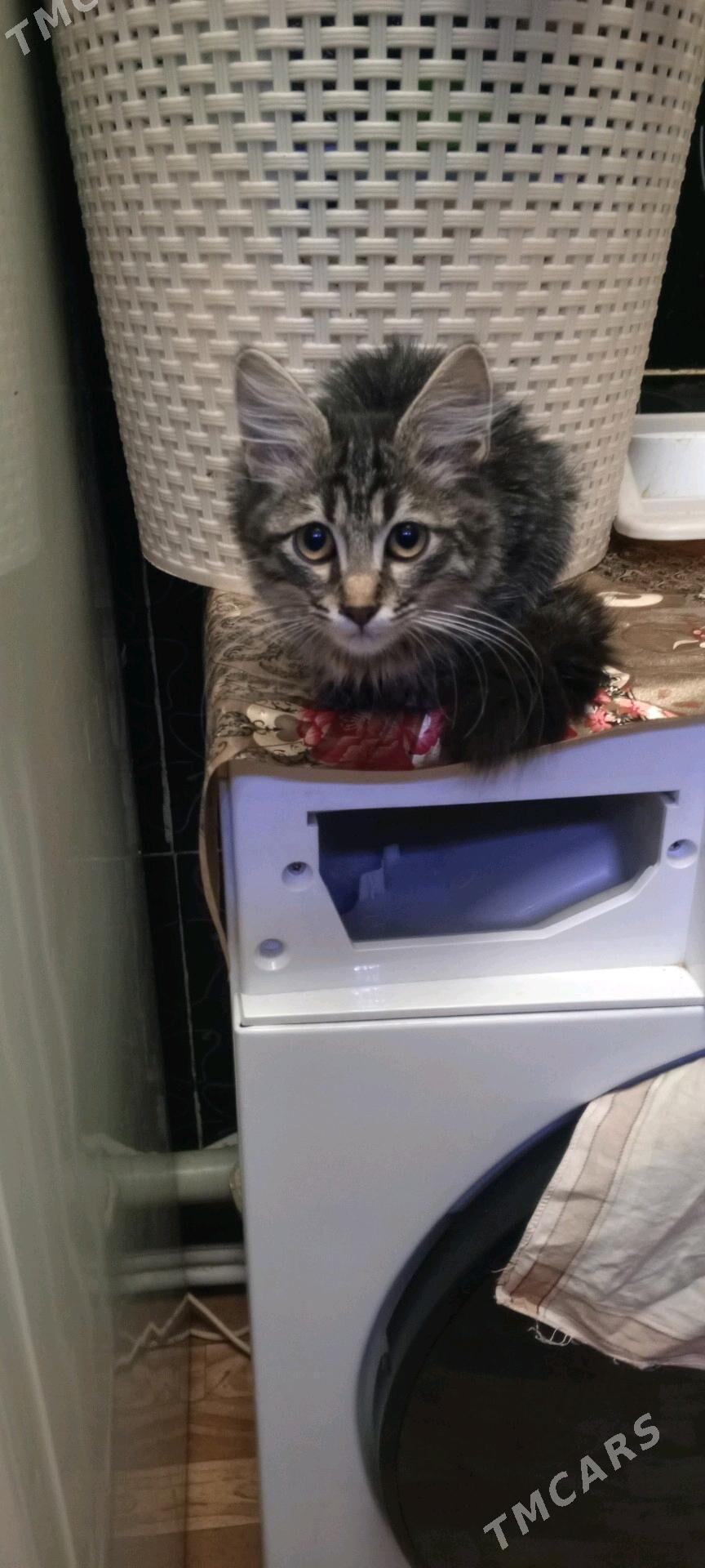 котёнок - Ашхабад - img 3