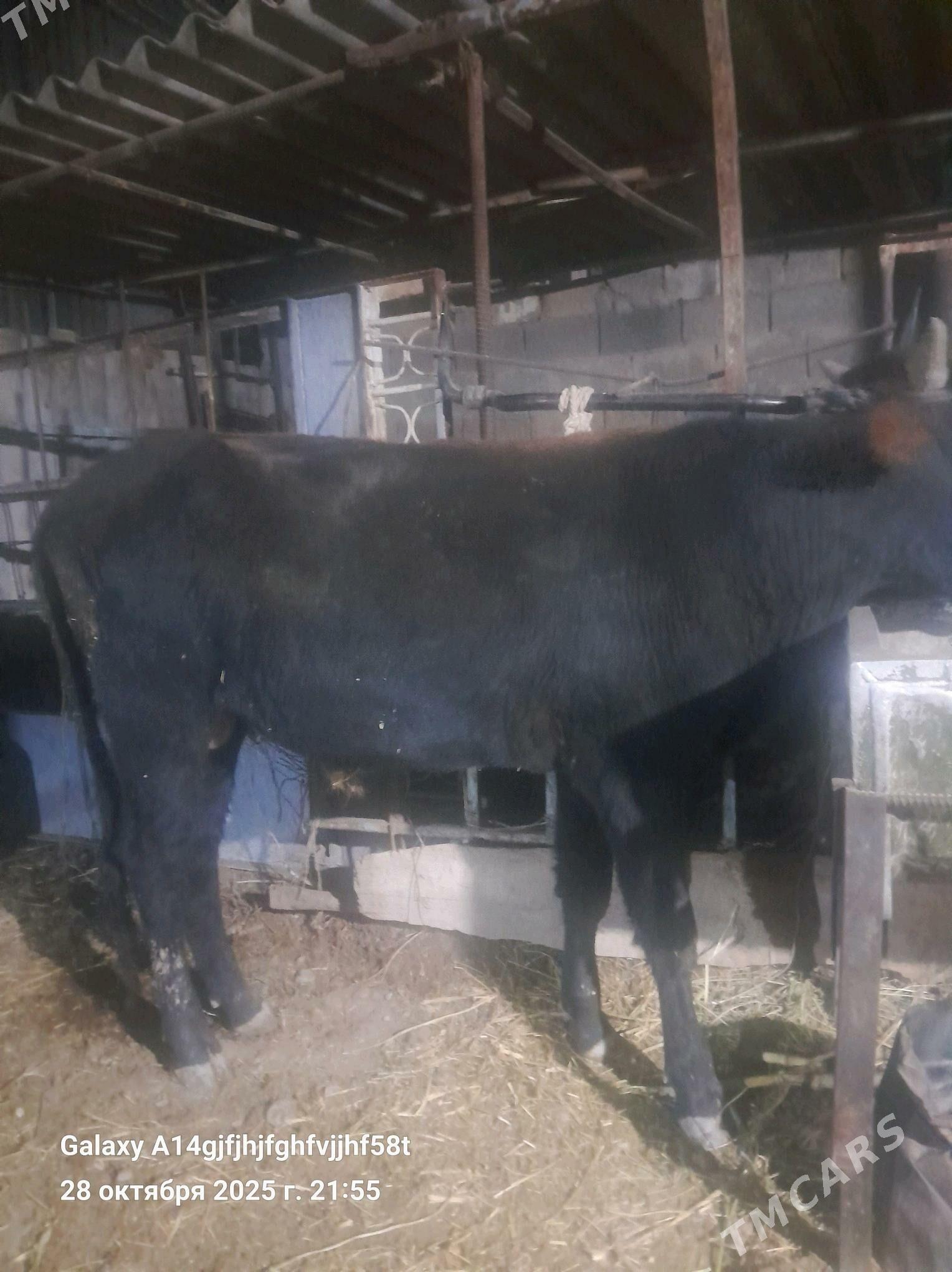 okuz - Aşgabat - img 1