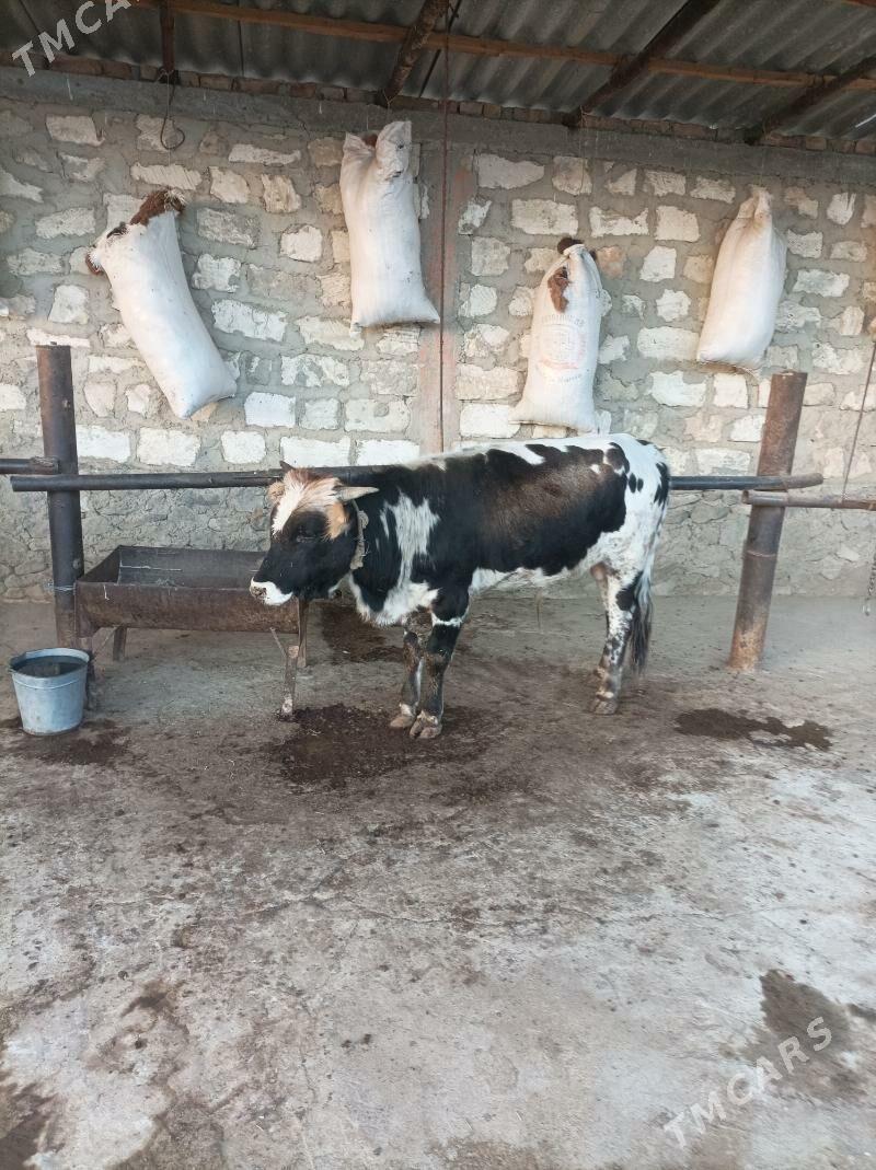 окузле - Берекет - img 3