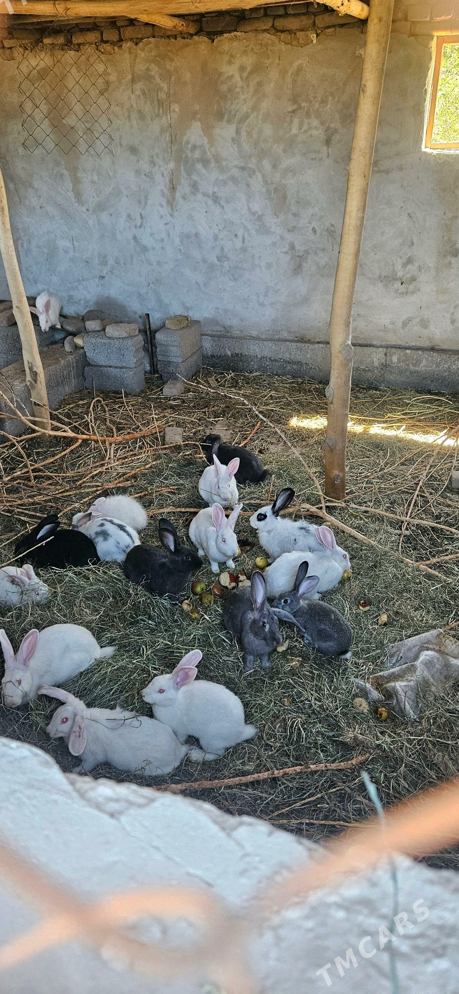 ишкар герек - Şabat etr. - img 1