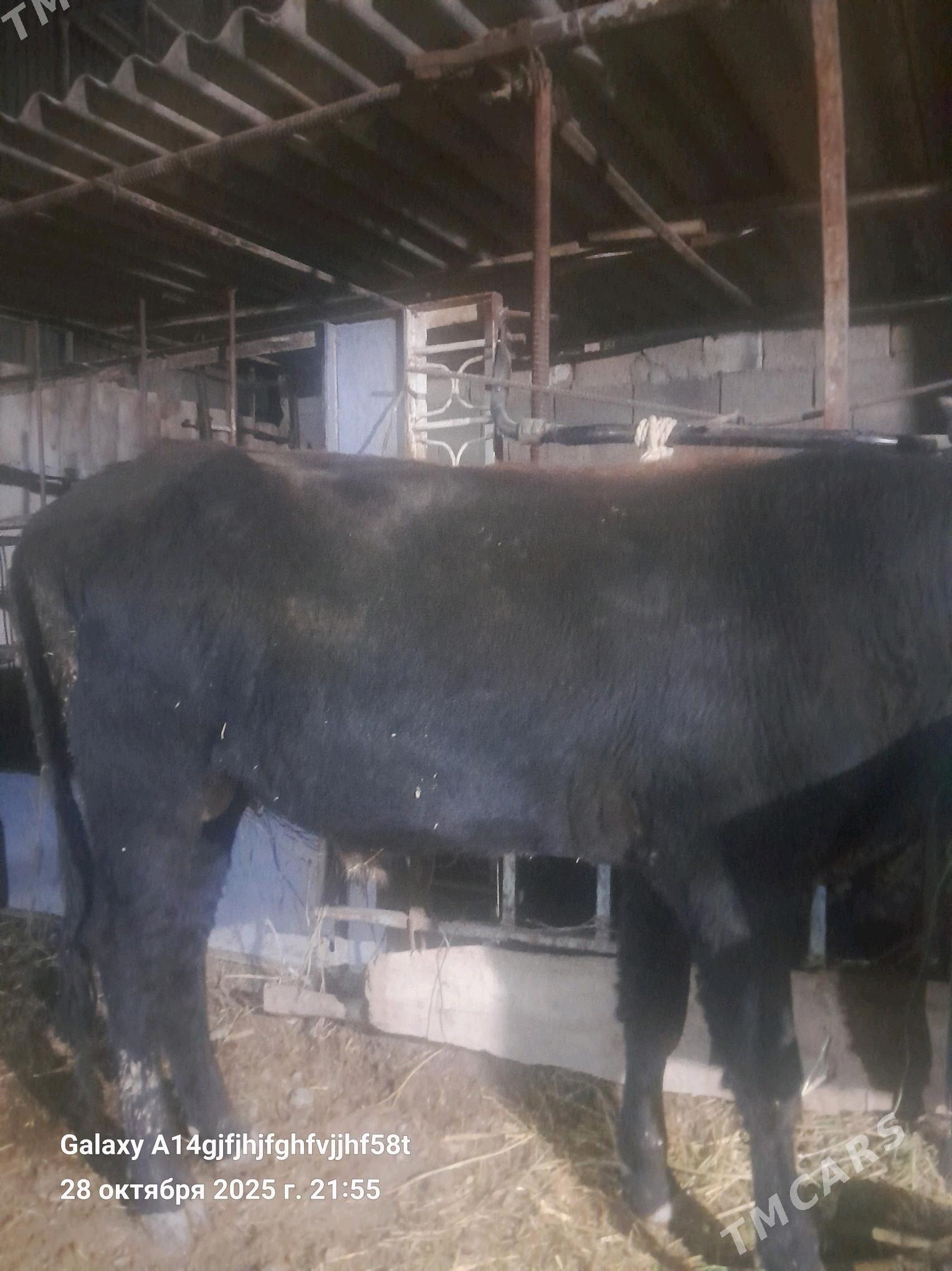 okuz - Aşgabat - img 3