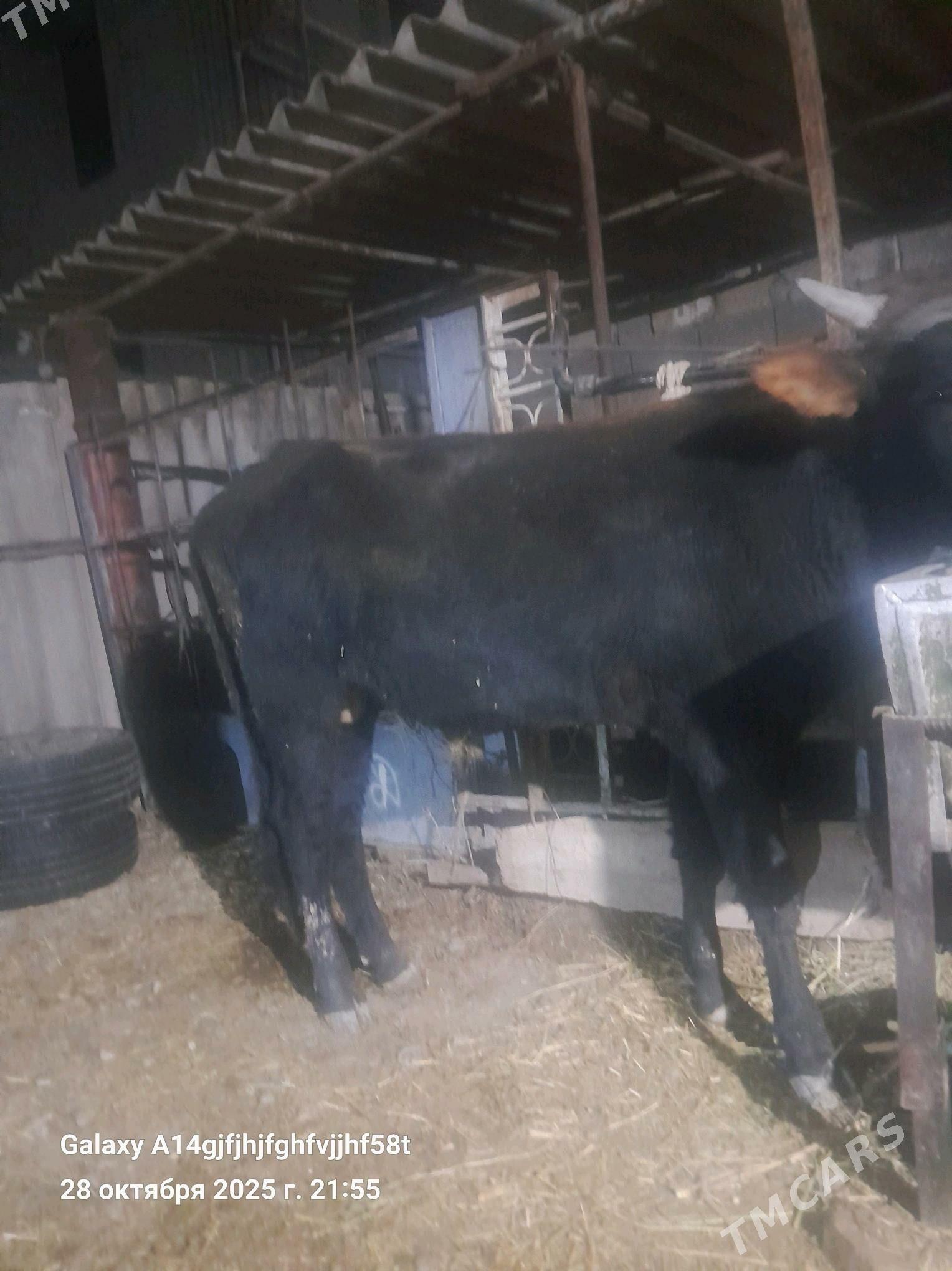 okuz - Aşgabat - img 2