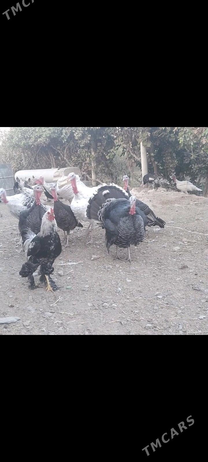 induk - Кака - img 1