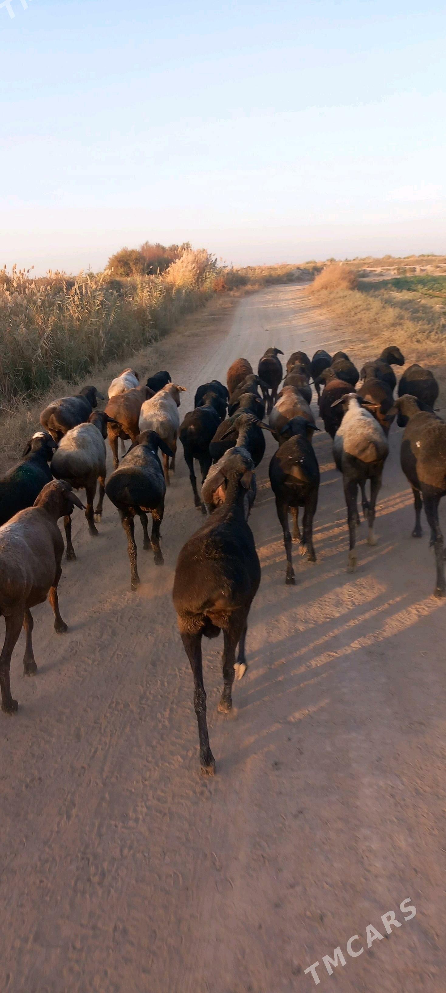 Goyun - Чарджоу - img 2