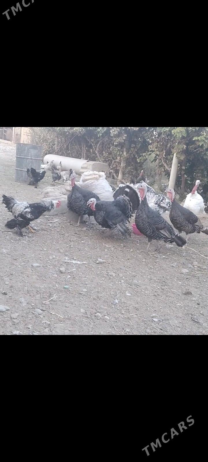 induk - Кака - img 2