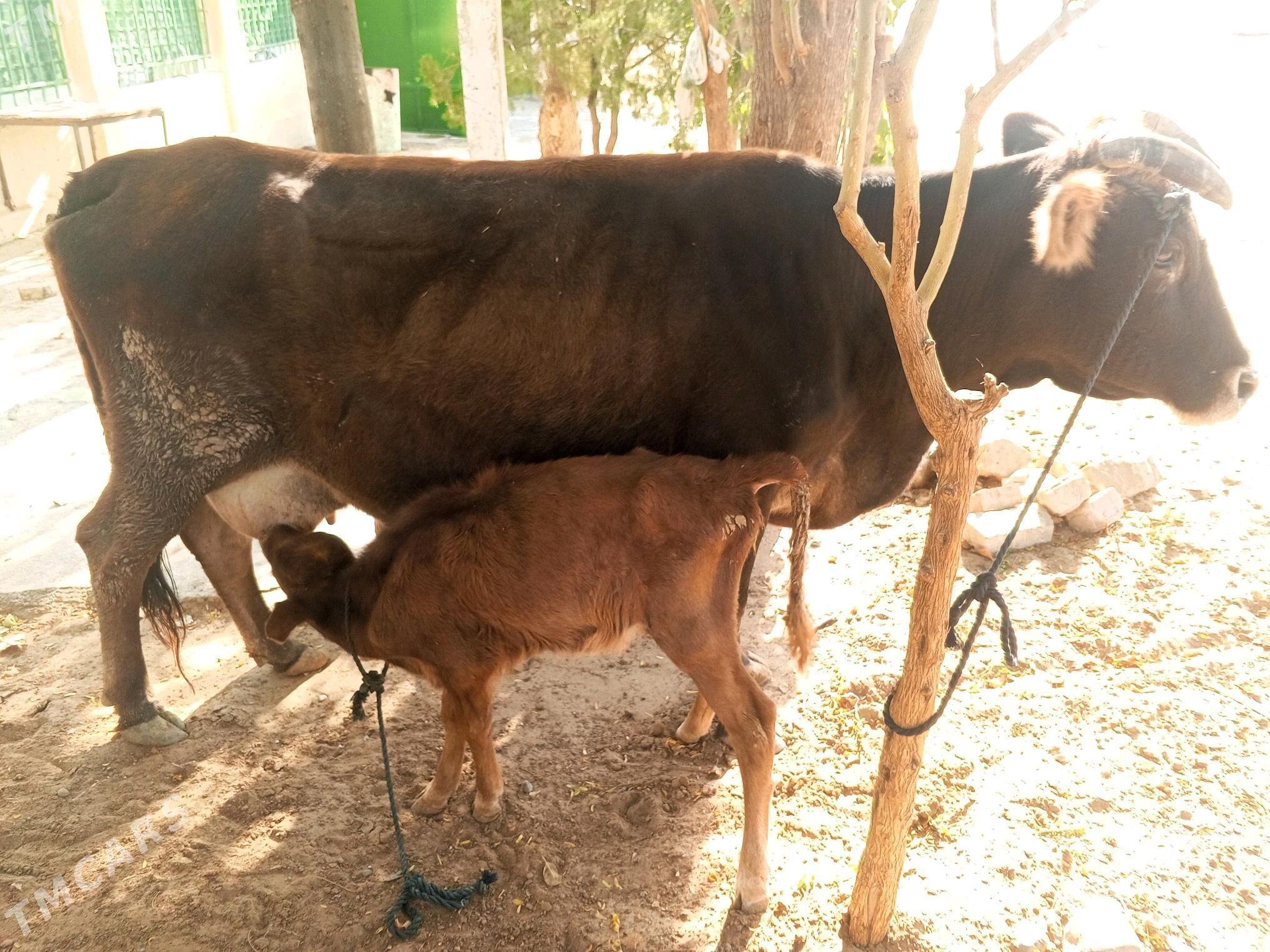 góleli sygyr - Çoganly - img 3