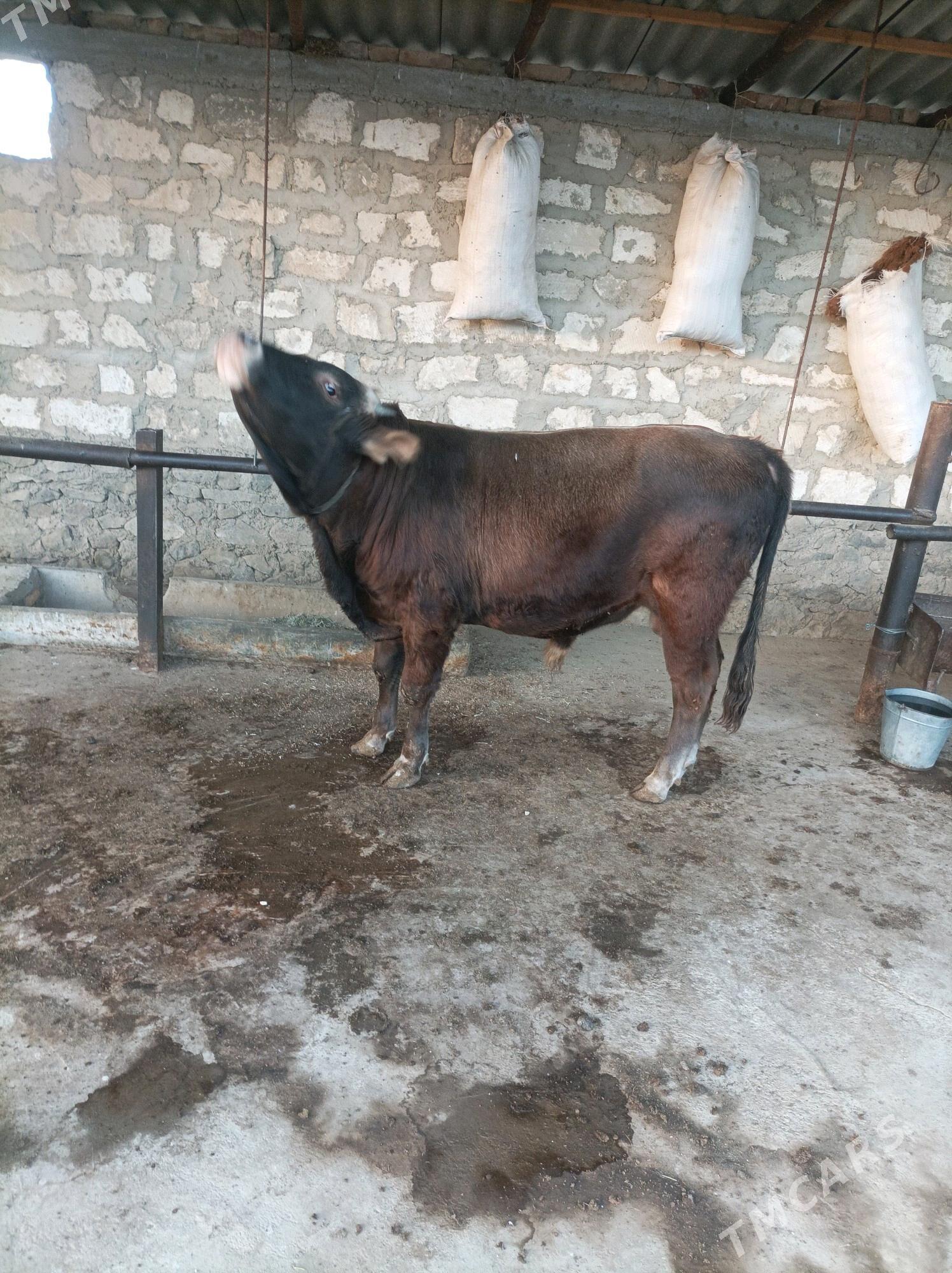 окузле - Берекет - img 4