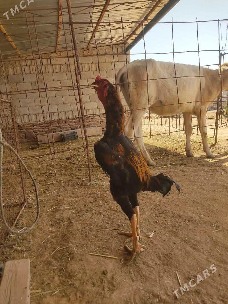 хороз - Köýtendag - img 2