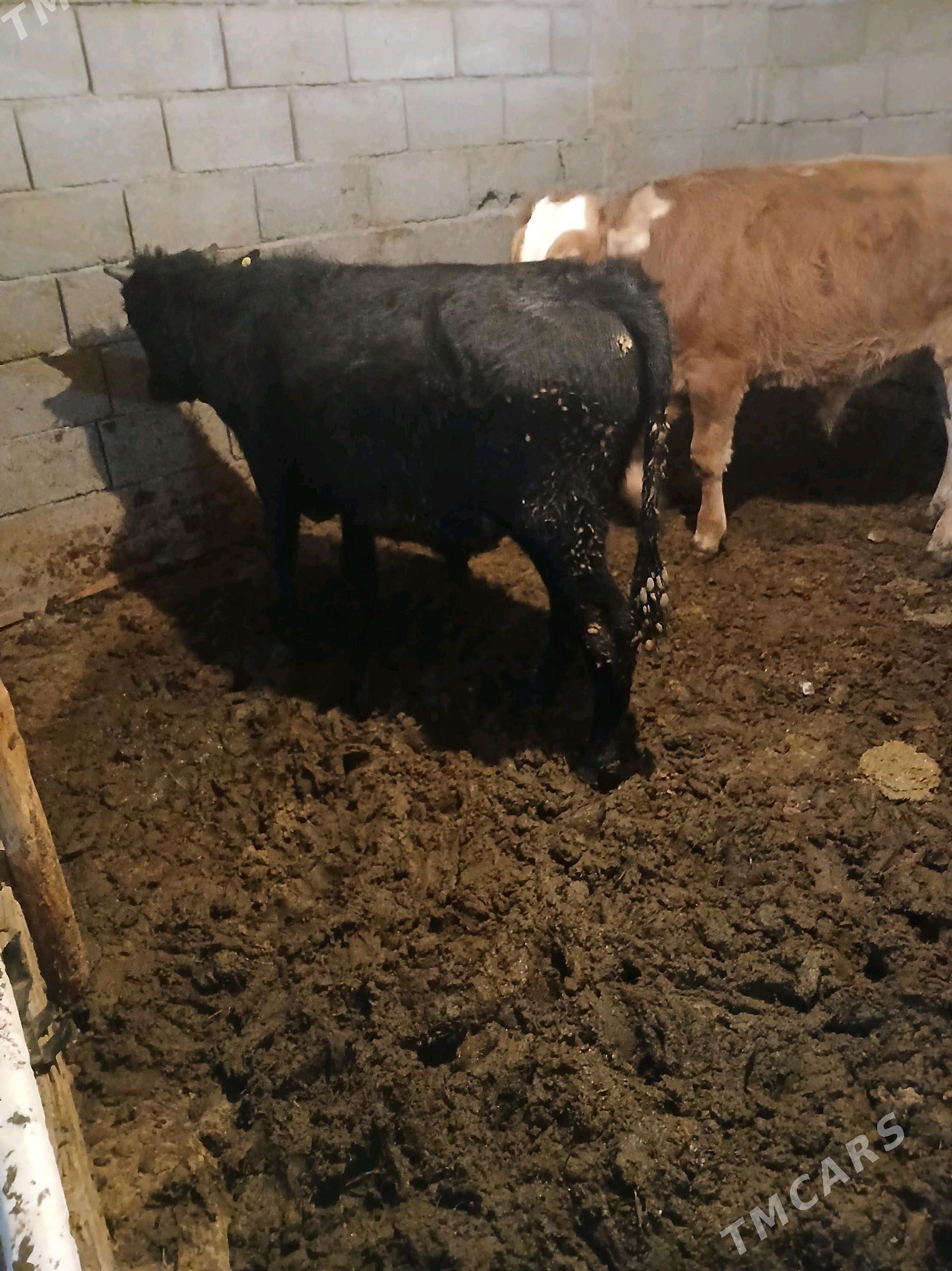 okuz - Гёкдже - img 1