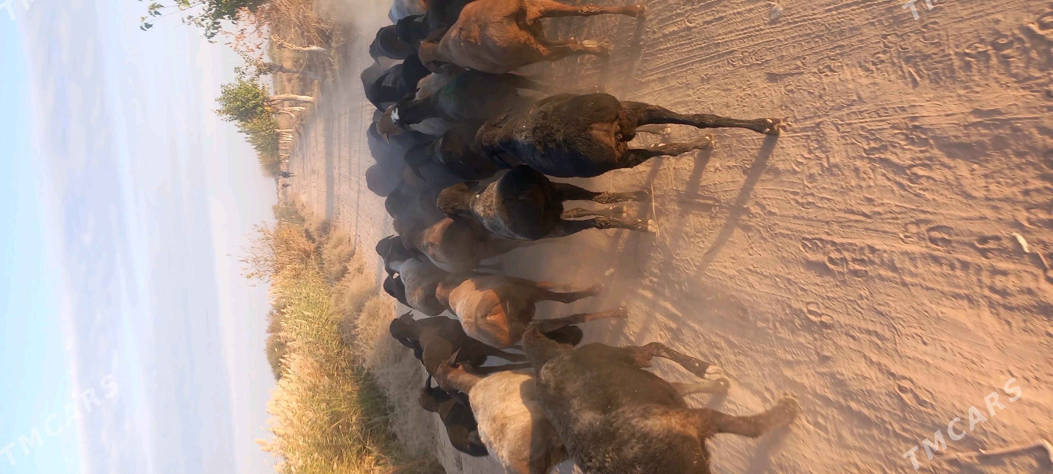 Goyun - Чарджоу - img 3