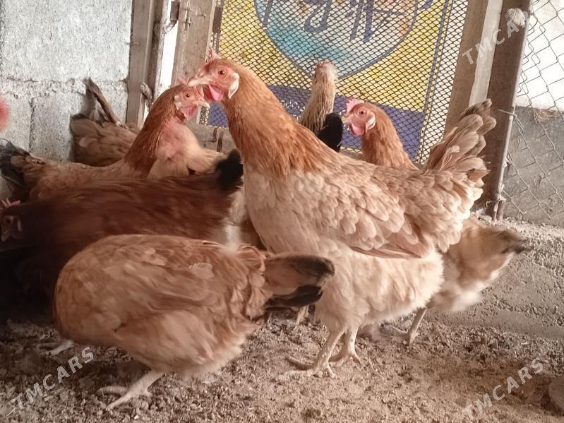 towuk - Гёкдепе - img 1