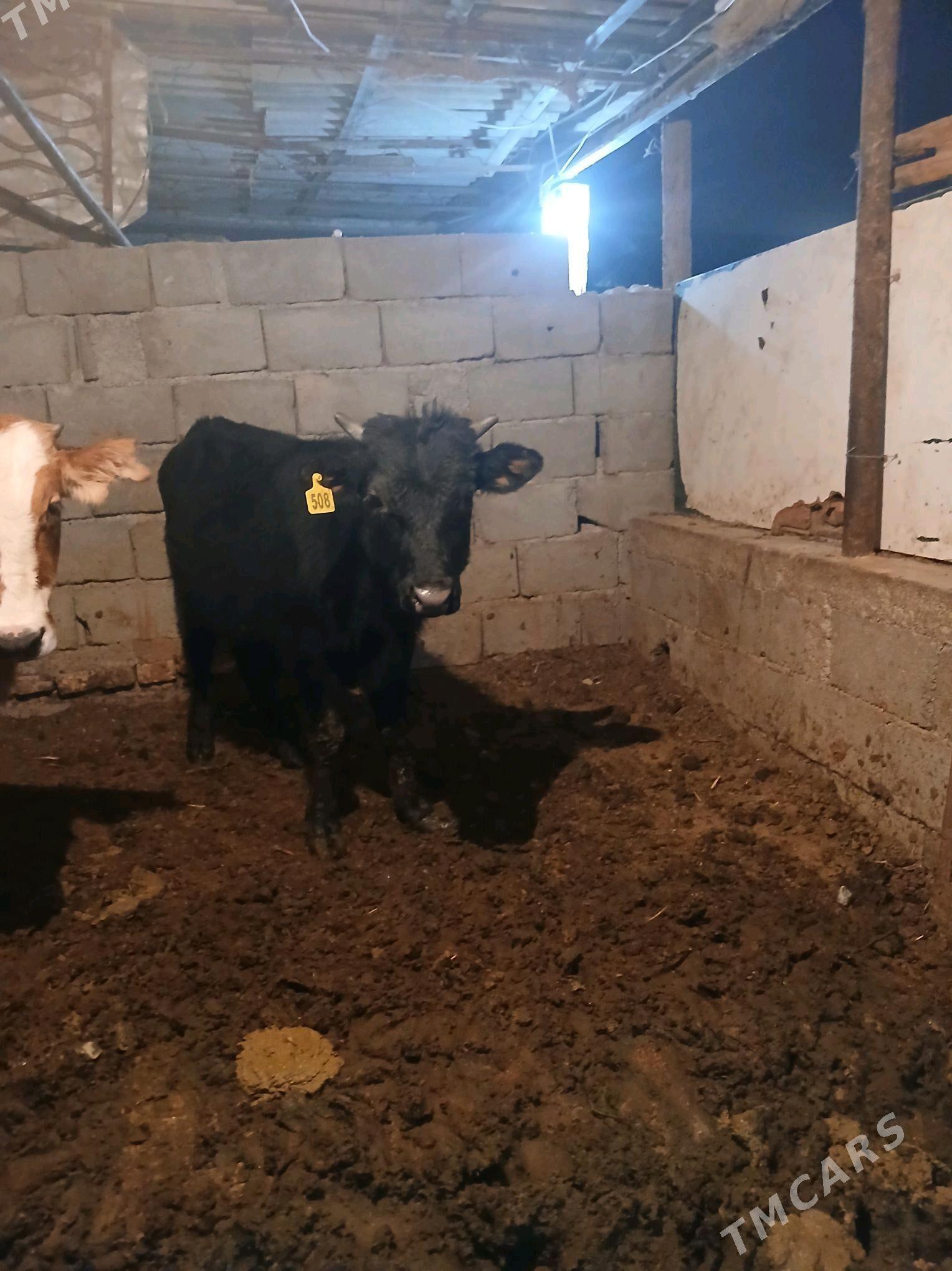 okuz - Гёкдже - img 4