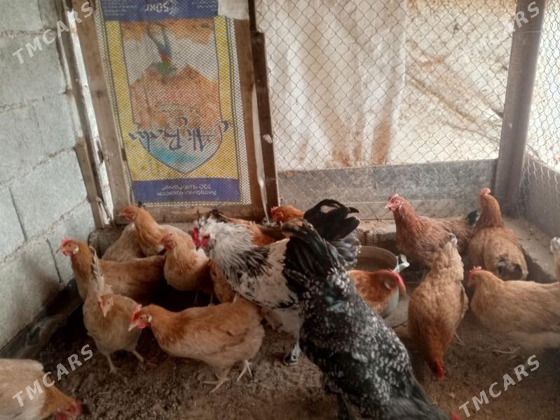 towuk - Гёкдепе - img 3