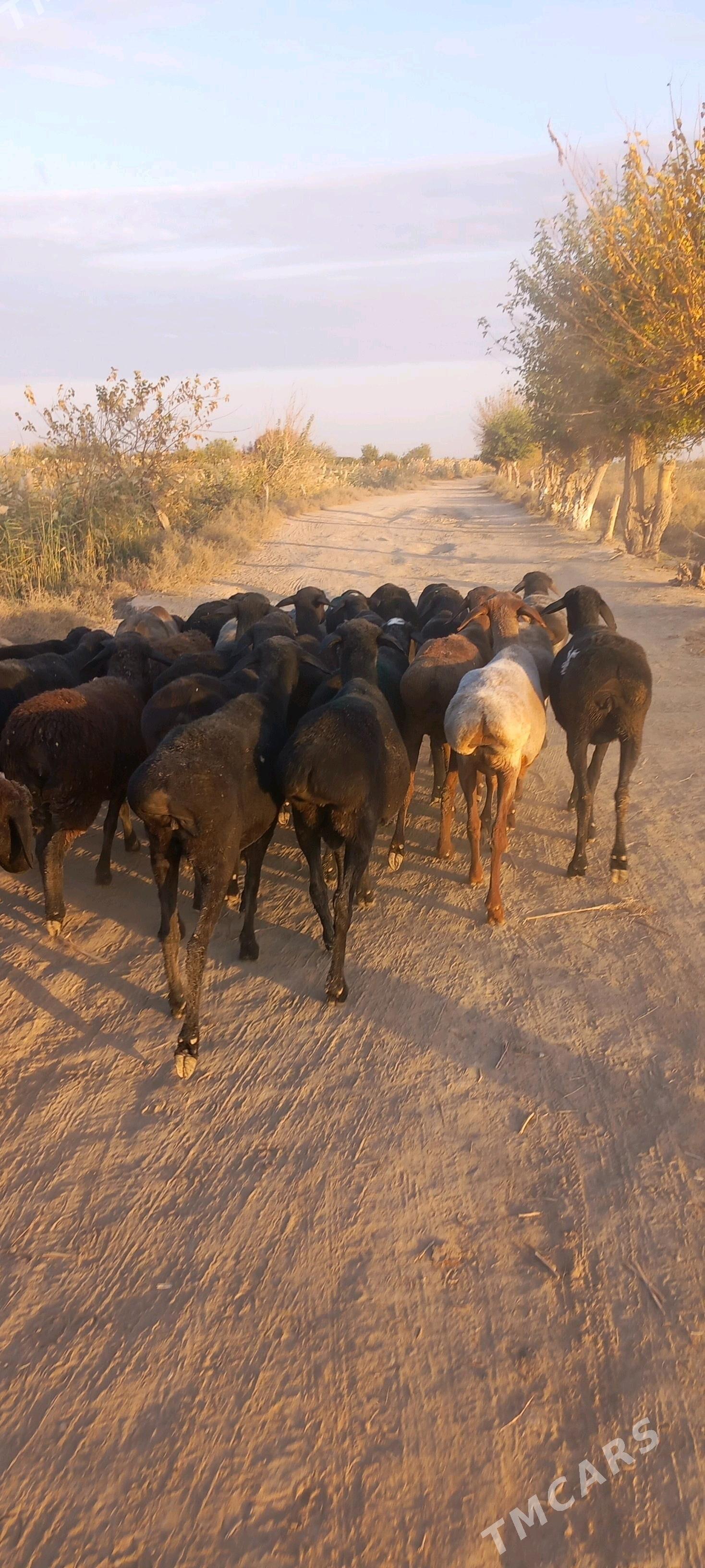 Goyun - Чарджоу - img 4