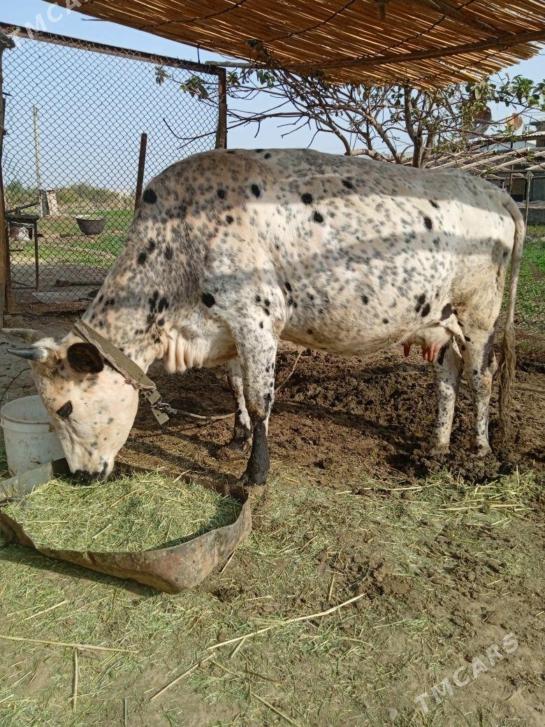 Göleli sygyr - Байрамали - img 1