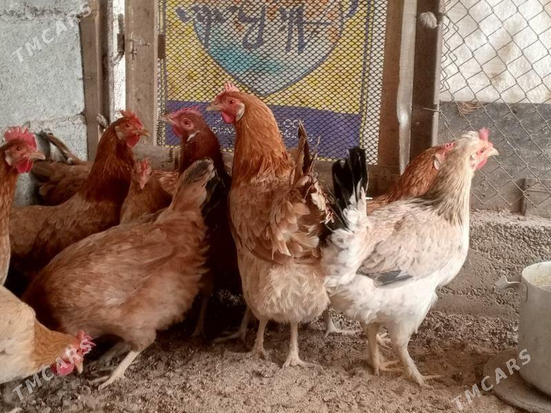 towuk - Гёкдепе - img 6