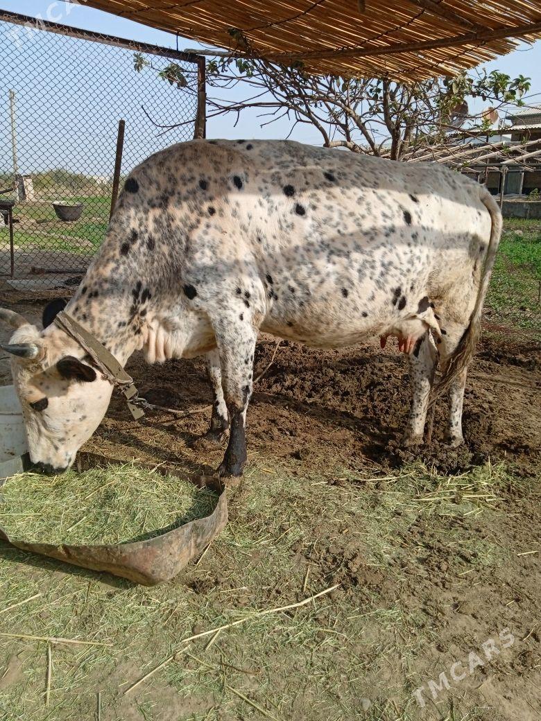 Göleli sygyr - Байрамали - img 2