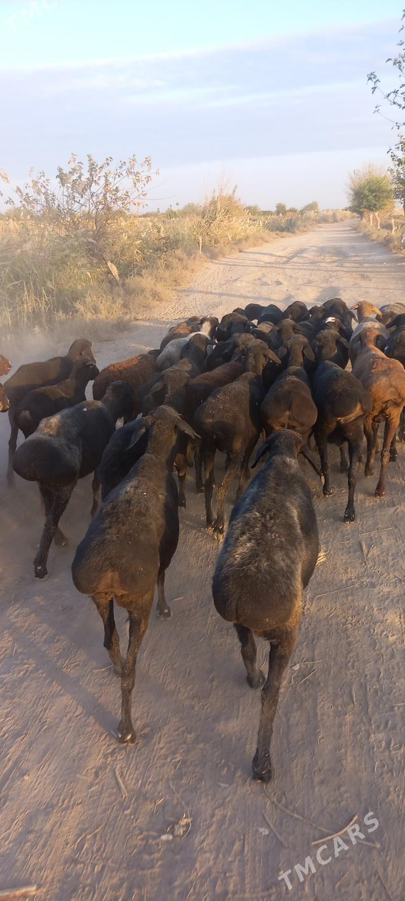 Goyun - Чарджоу - img 5