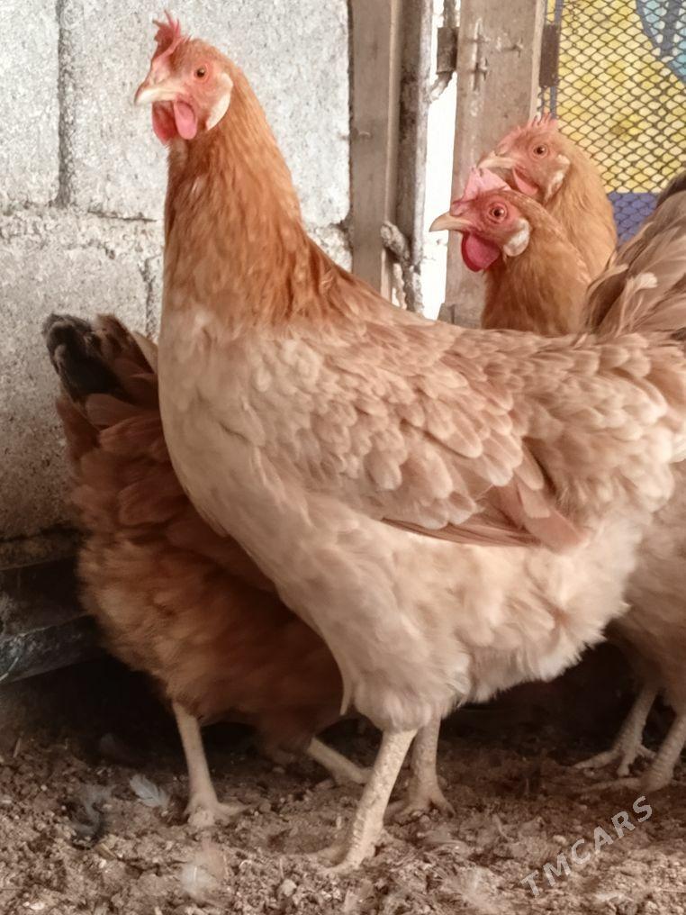 towuk - Гёкдепе - img 5