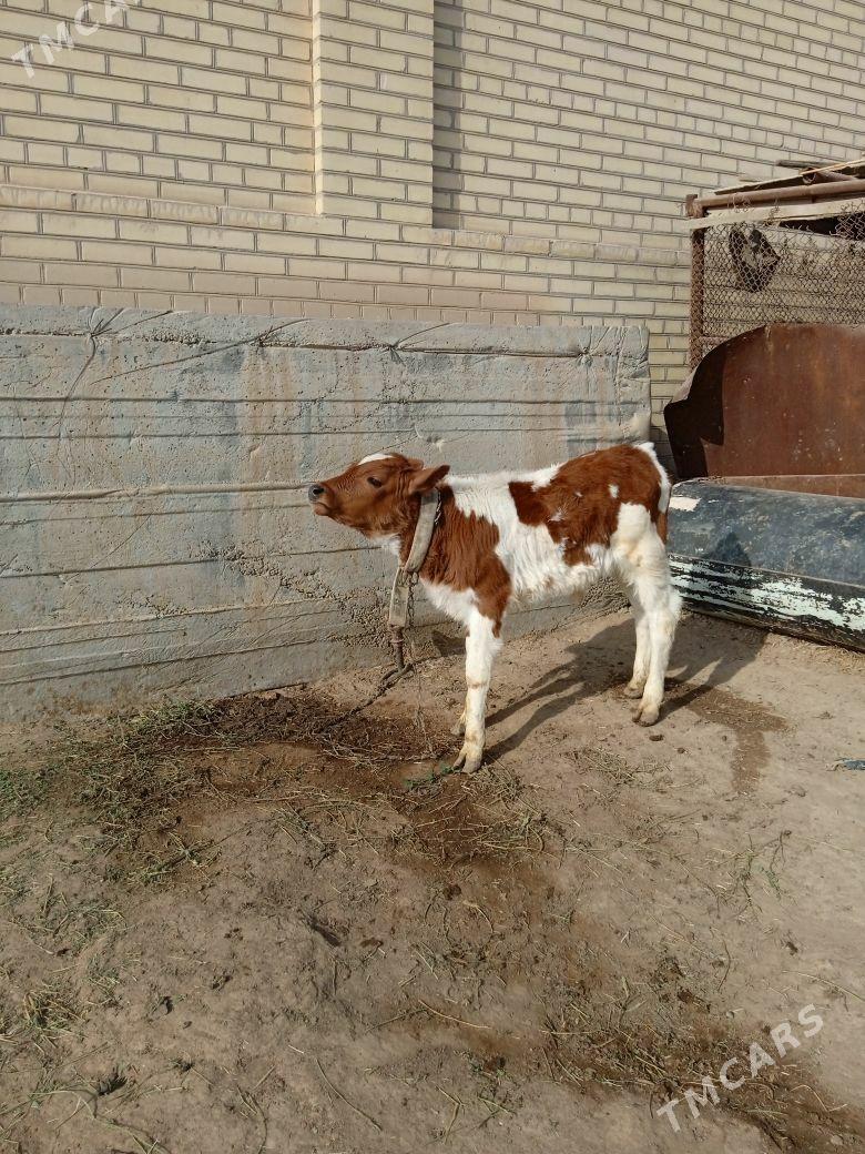 Göleli sygyr - Байрамали - img 3