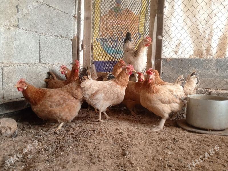 towuk - Гёкдепе - img 7