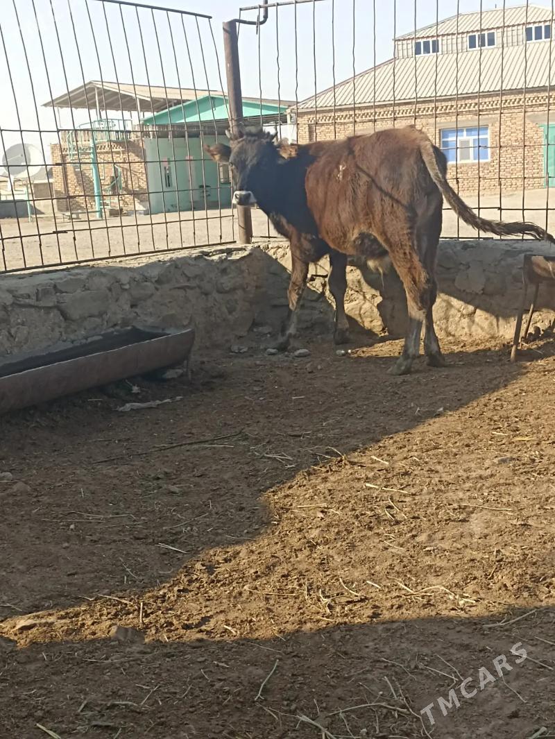 Okiz - Берекет - img 1