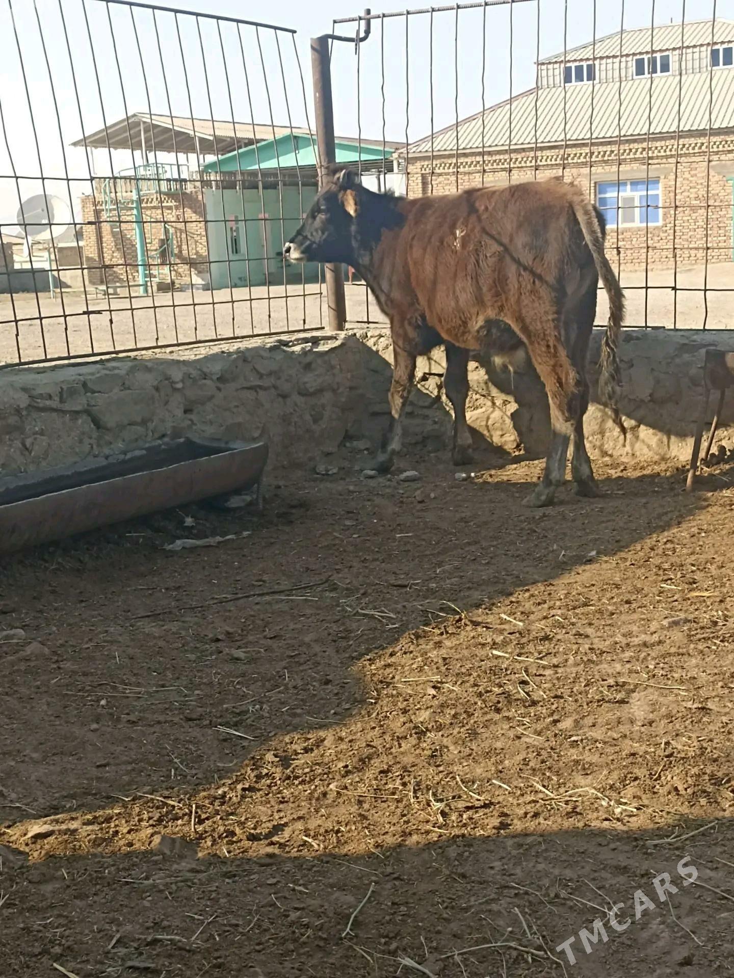 Okiz - Берекет - img 2