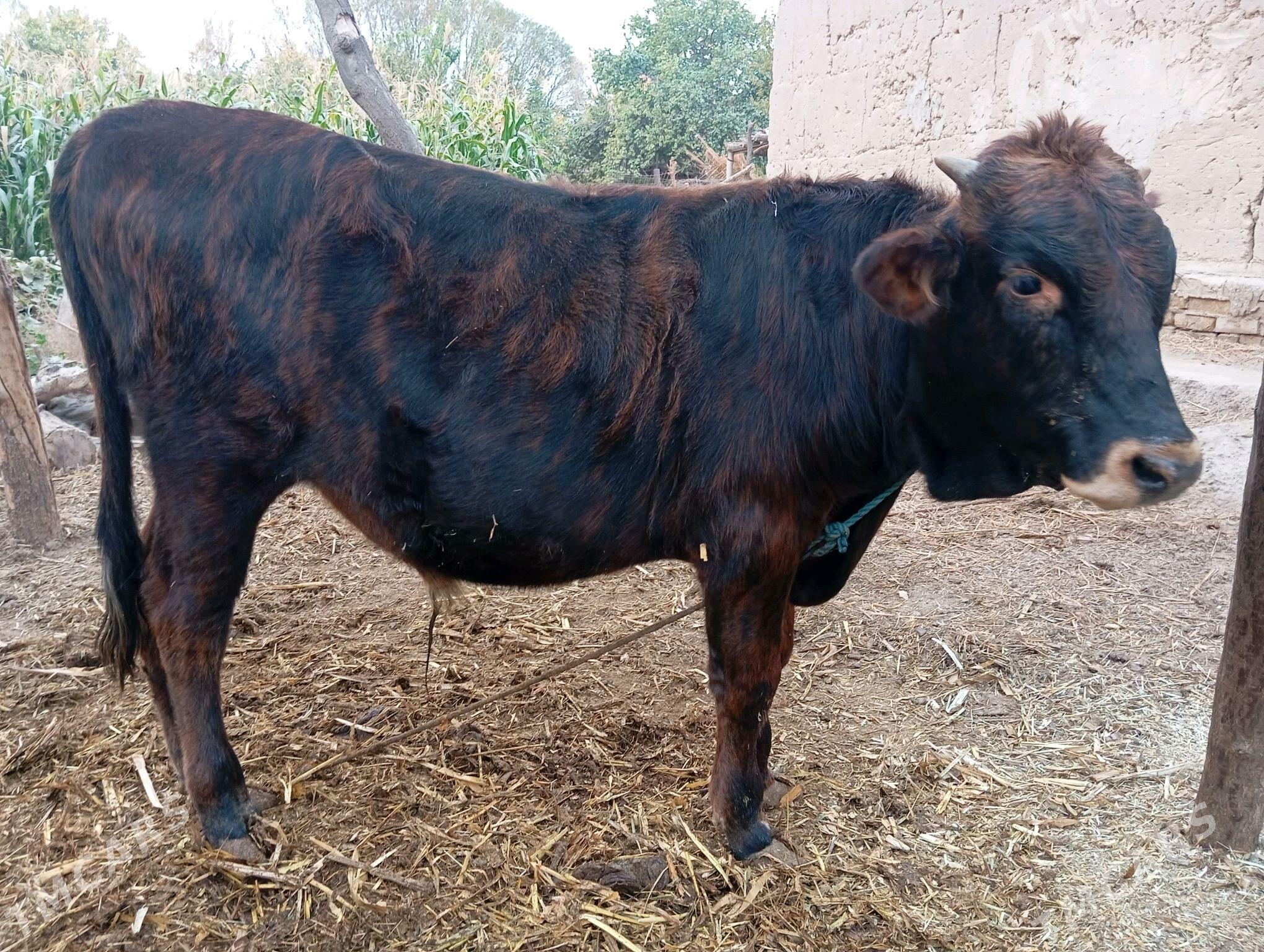 öküz - Halaç - img 5