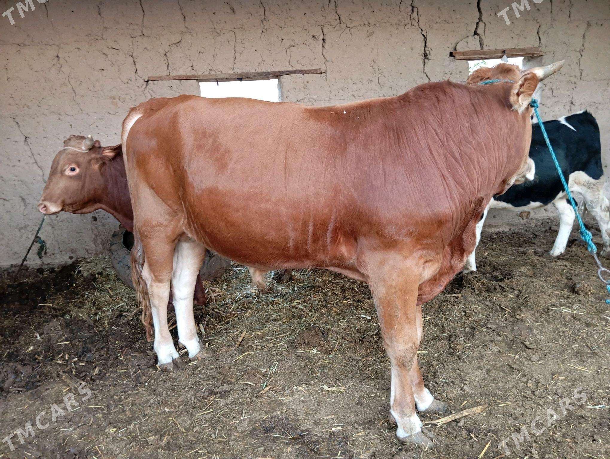 öküz - Halaç - img 2