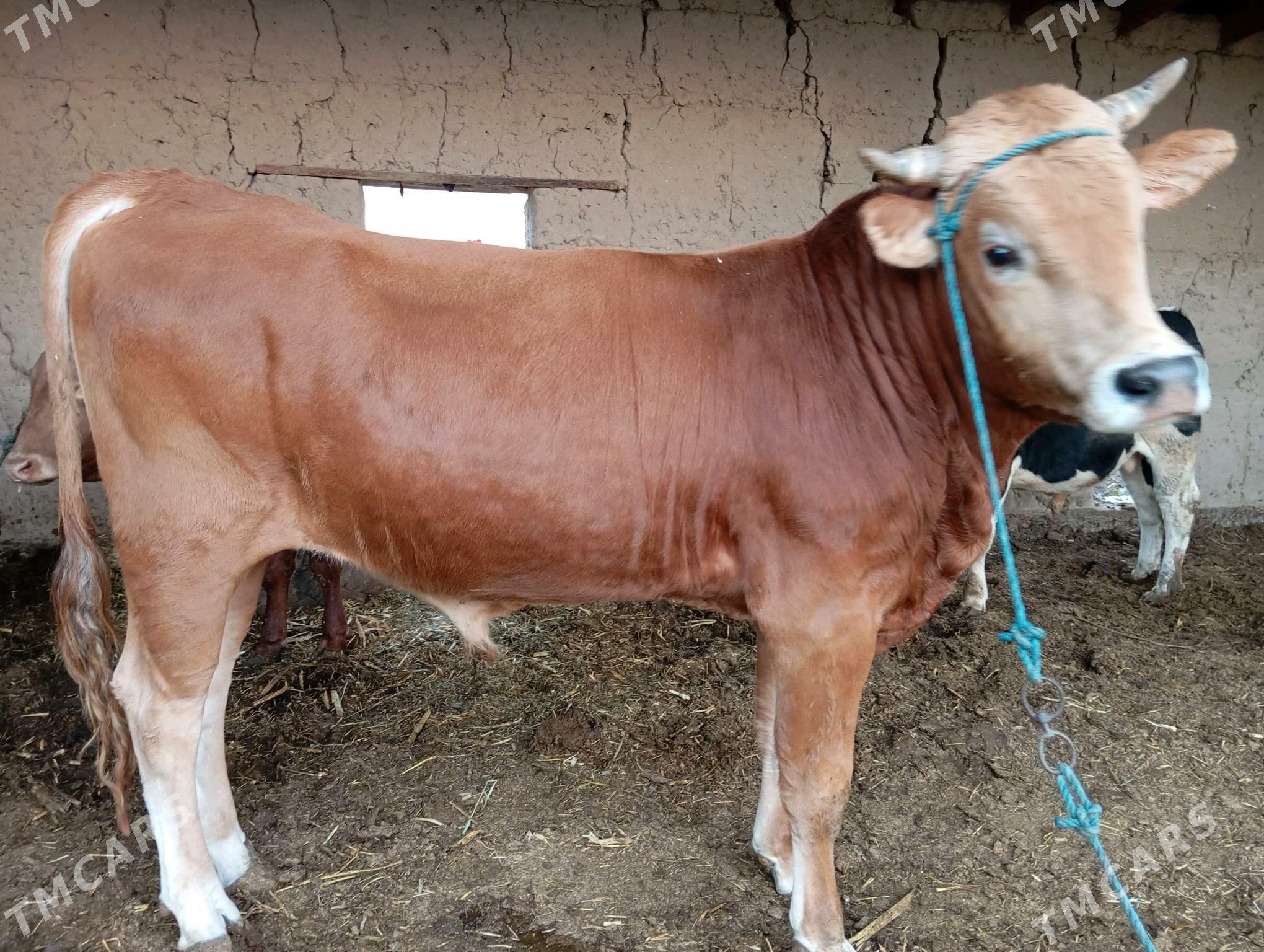 öküz - Halaç - img 1