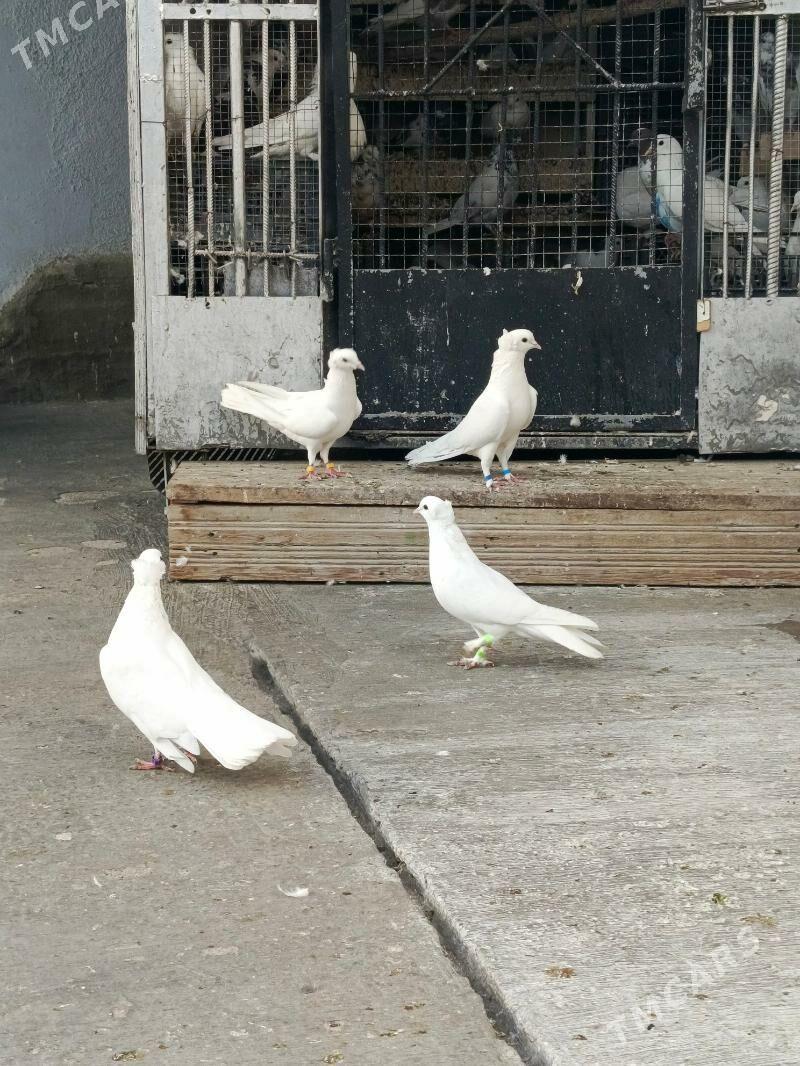 kepderi - Хитровка - img 2